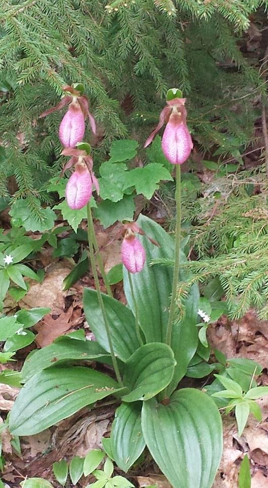 Saw dozens of Lady Slippers at the Botanical gardens on Saturday. Always enjoy visits there.