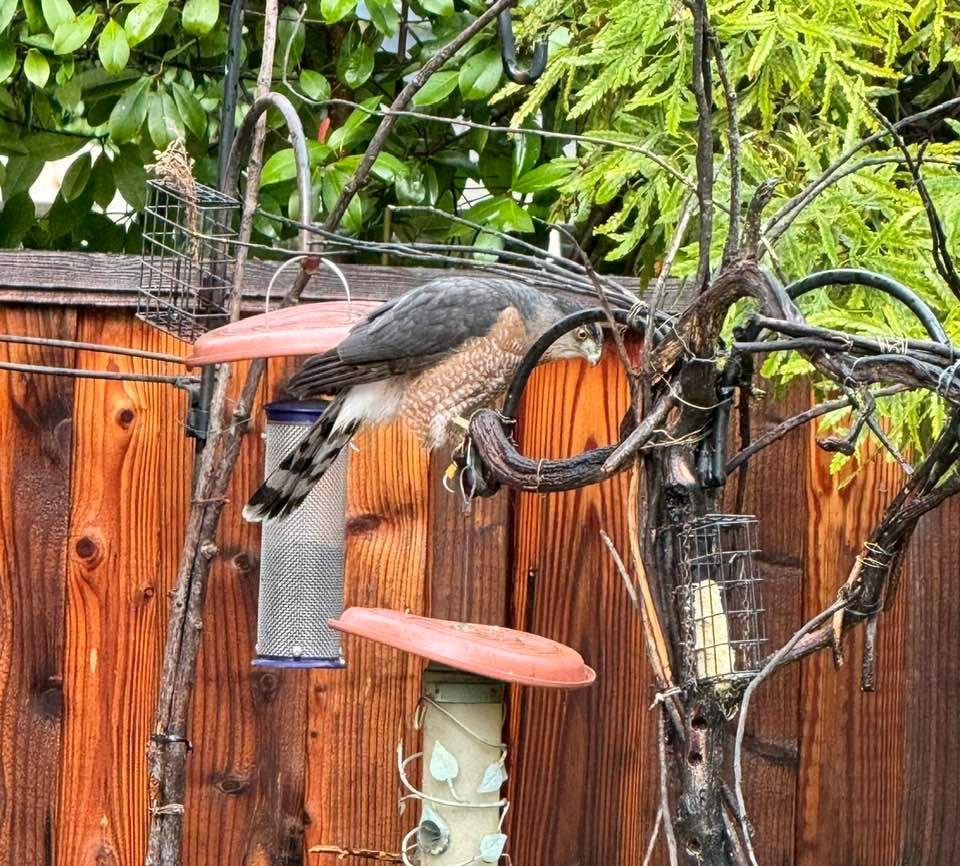 When the #coopershawk visits your #bird feeder. Come out, come out, wherever you are!👀