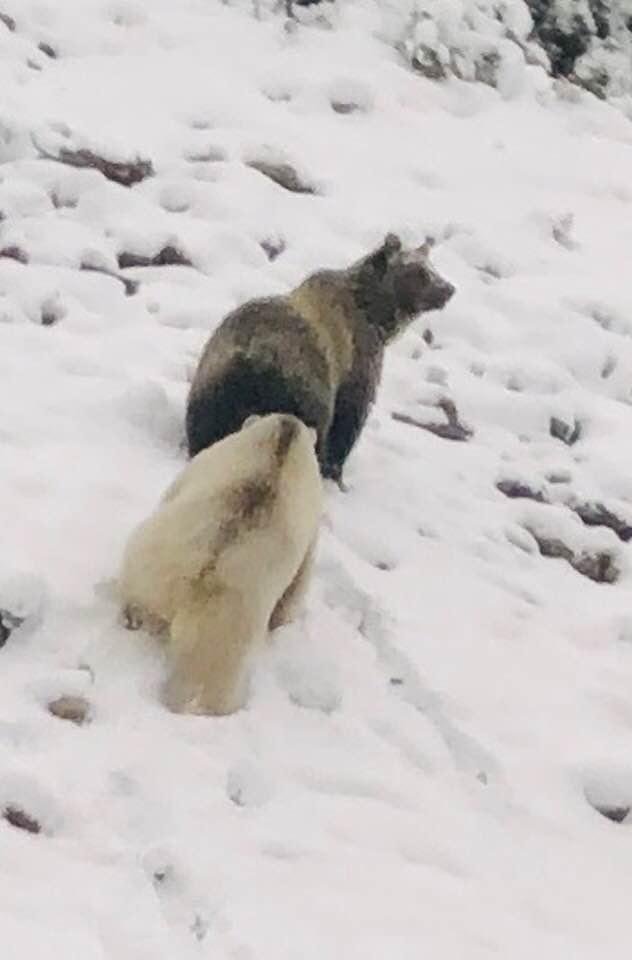 Another priceless photo from the train - the white bear might be the extremely rare “spirit” bear - does anyone know for sure?   Awesome trip so far!!