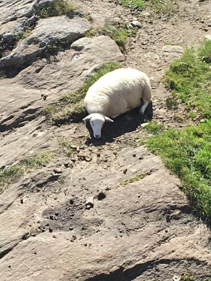 We’re poor little lambs who have lost our way.......Baa,baa,baa