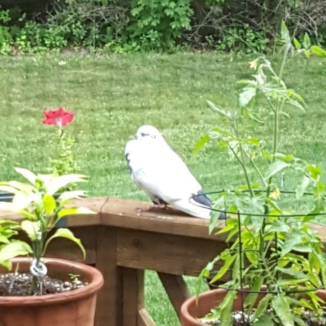 Closeup, and it has been here all morning.
