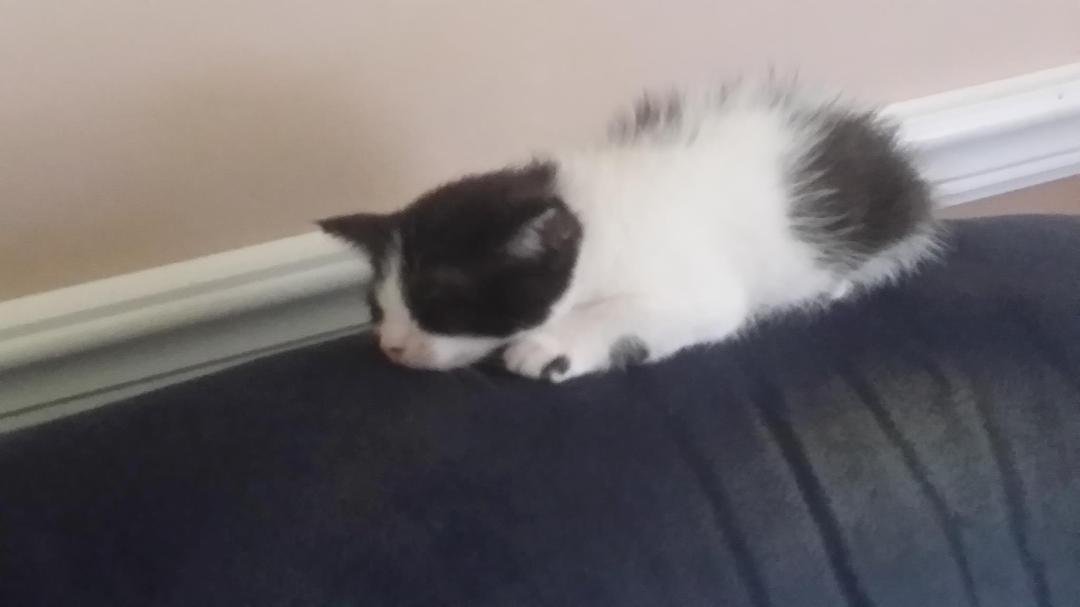 Bandit, age 6 weeks just getting comfortable