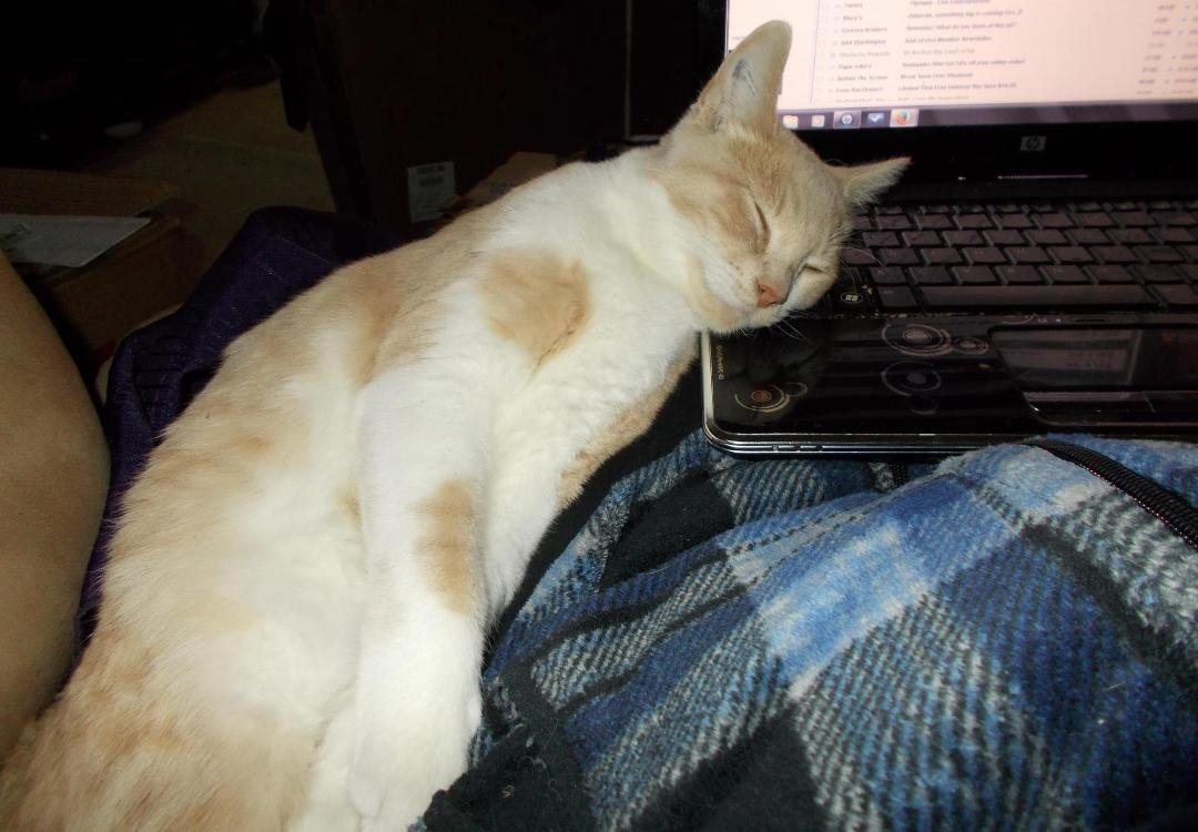 He finally passed out on the keyboard, hahaha! Oh Benny B., what a goof.