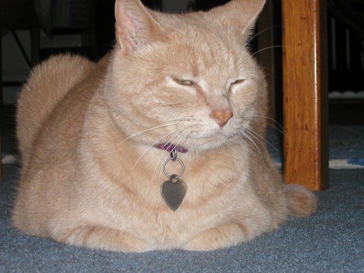 cattemplating