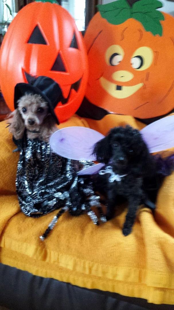 Cooper and Molly are ready for Halloween