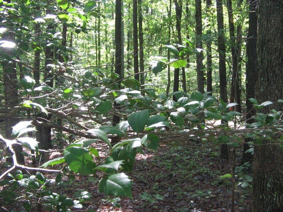 Small tree in the forest.  Photo taken Sep 9, 2011.