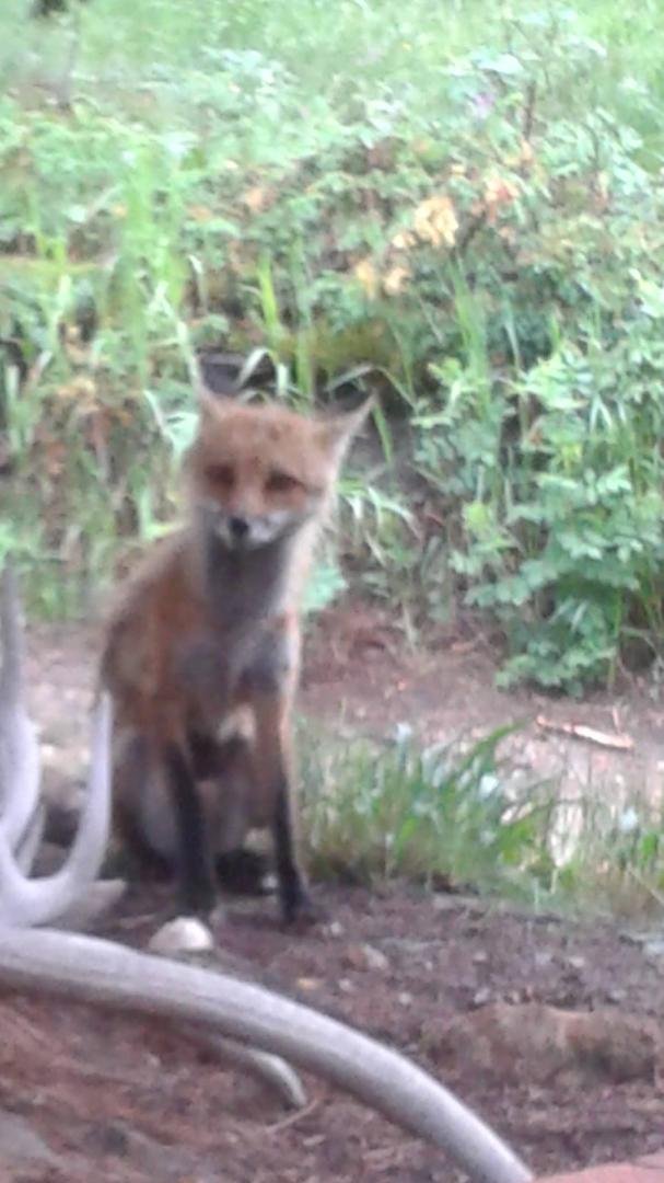 Fox at our cabin....very hungry!
