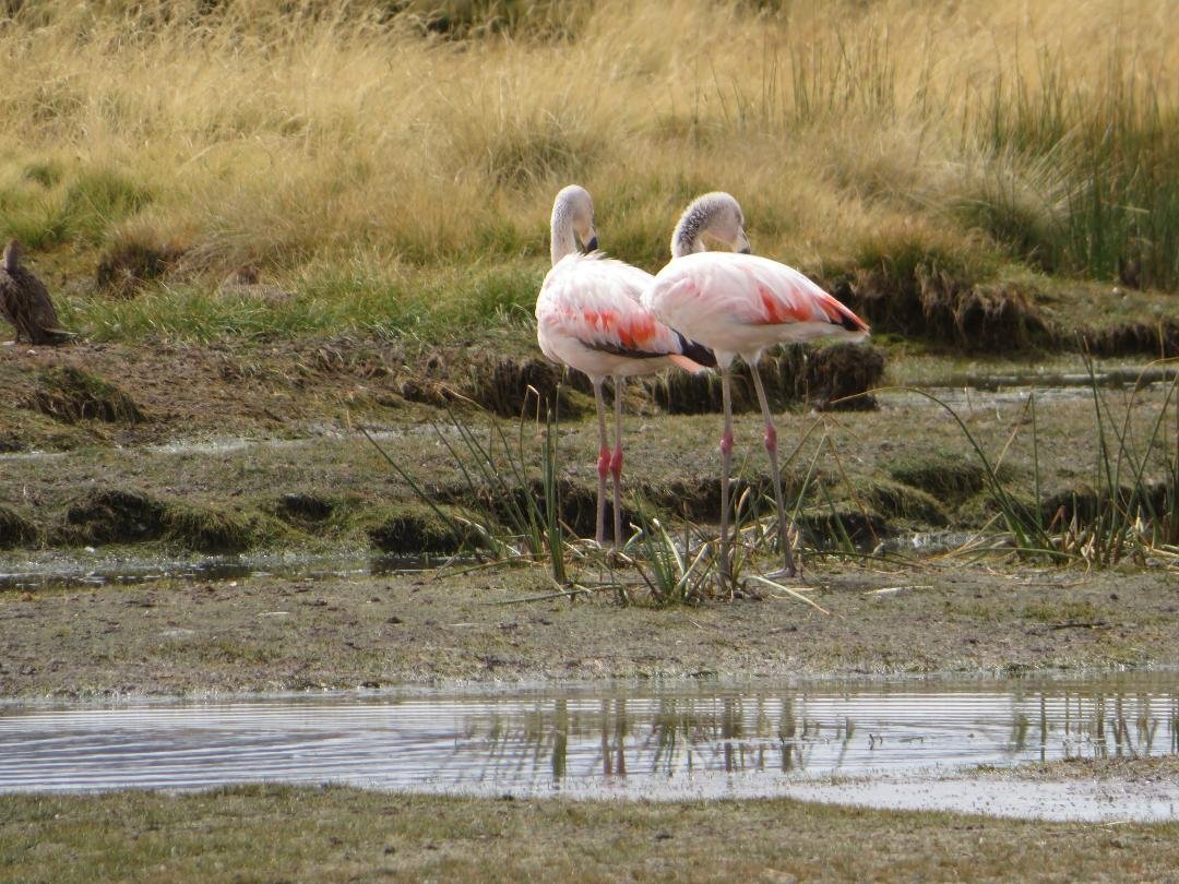 So much magic at Lake Titicaca! Flamingos, Crop Circles, Portals, Stargates, Unbelievable Cloud Formations, Caves, Lemurians, Mary Magdalena, Hot Springs, Temples, Pyramids, Crystals, Energy Transmissions, Codes, UFOs, BSt