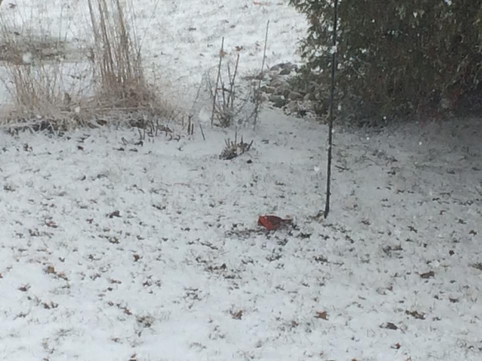 Spring is here and so are the Cardinals.