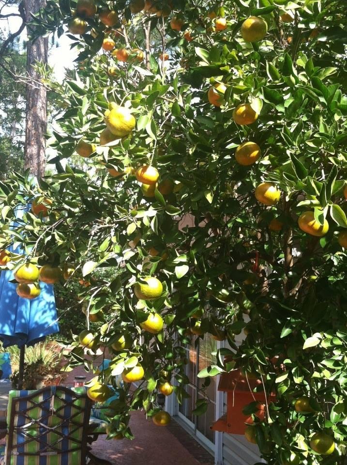 Tangerines almost ready. Come on over soon!