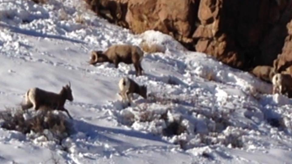 26 Big Horned Sheep south of Gunnison today.