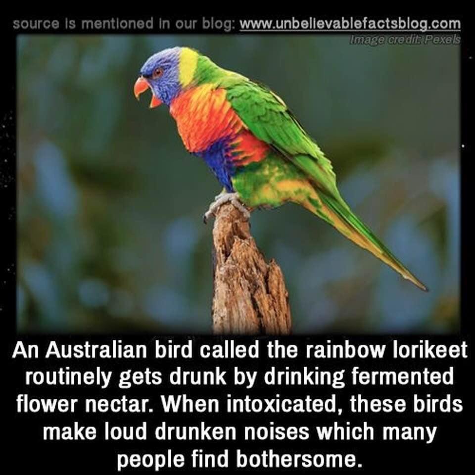 They must migrate to my neighborhood!