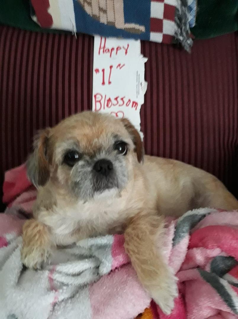Happy 11 Birthday..Blossom..🎂🎈🐾♥️