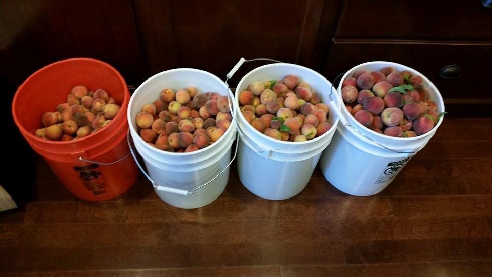 Ok, not sure what the hell happened and how it happened but we went from 30 peaches last year to 500 this year.