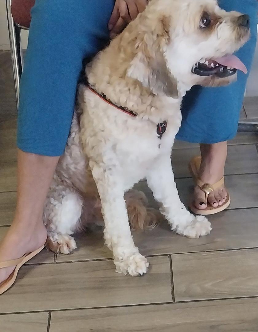This male puppy has been found with a chip, but no information on it. Tampa, FL.