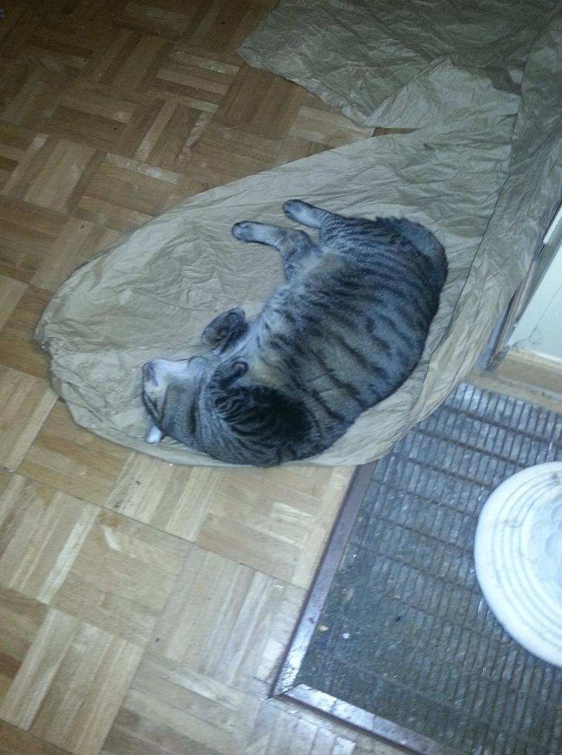 If you are getting a little bored. Get a medium sized cardboard box and fill it with brown packing paper. Also lay down a large paper grocery bag. Add two cats and be prepared to referee. I had to add another box, paper and