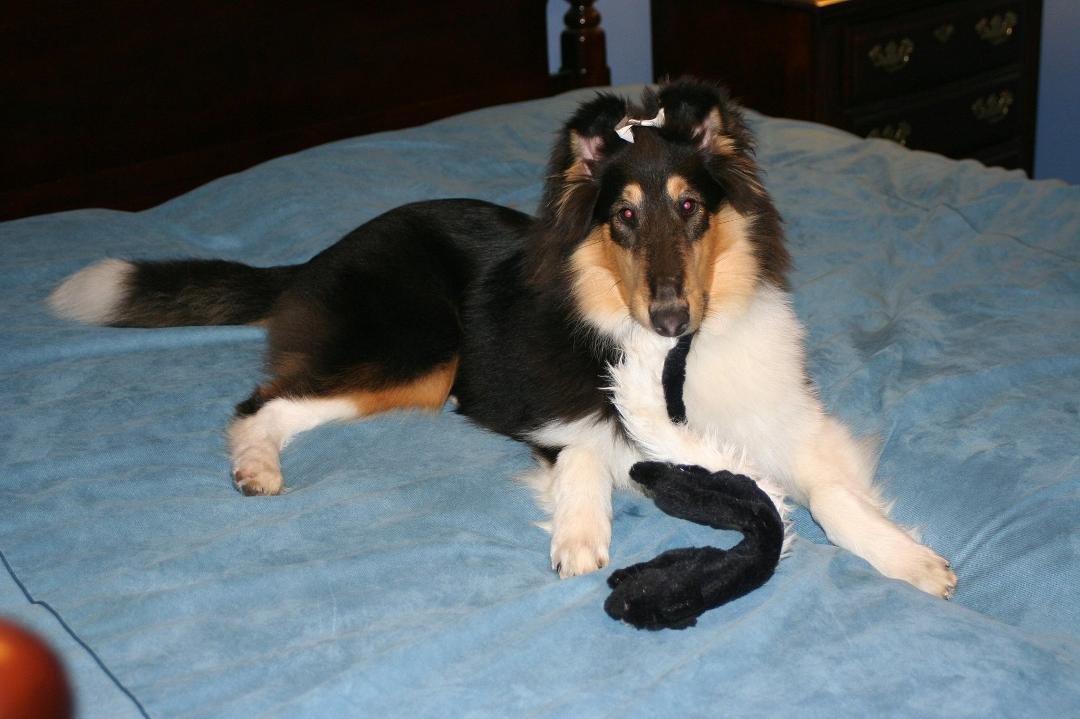 Rilla (5 1/2 months) playing with her look-a-like skunk.