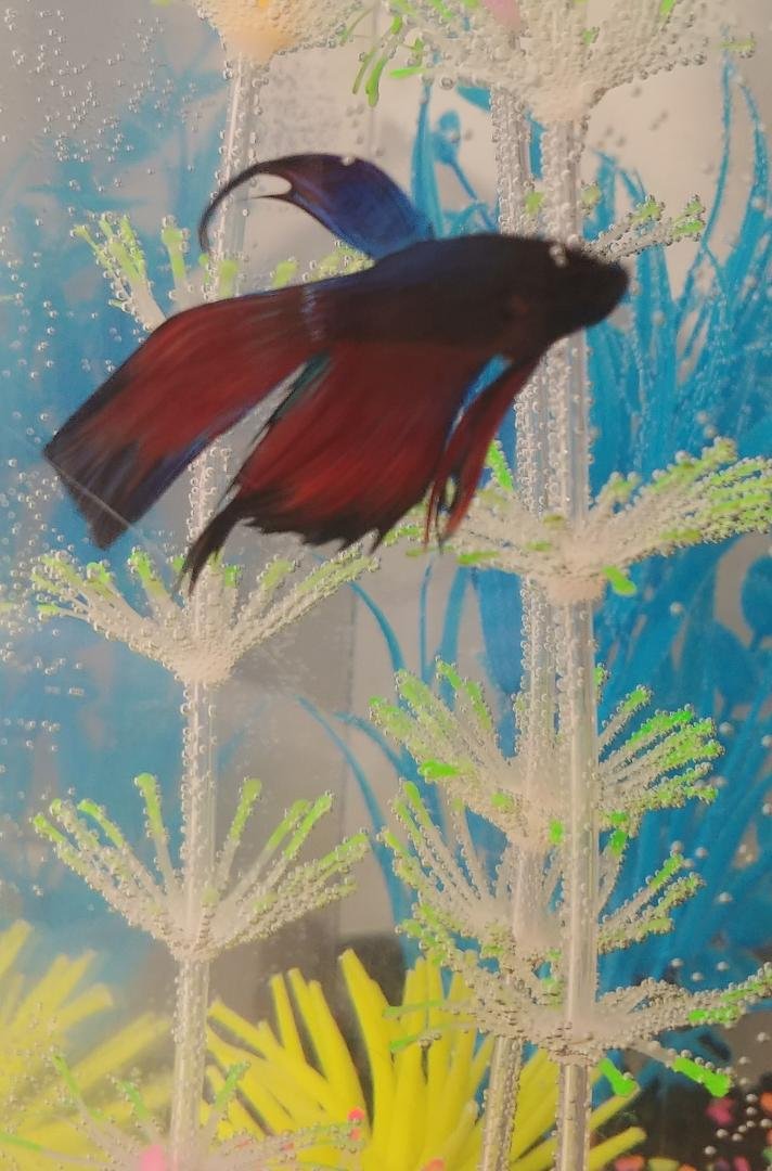 Meet Ziggy Stardust. 'Ziggy-Fish', my new kitchen fish!