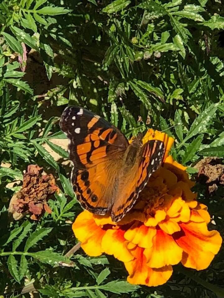 So cool to catch this butterfly enjoying my marigolds!