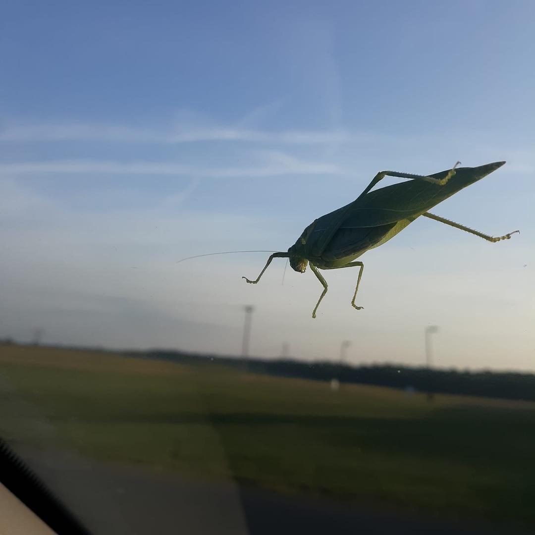 What kinda insect is this?