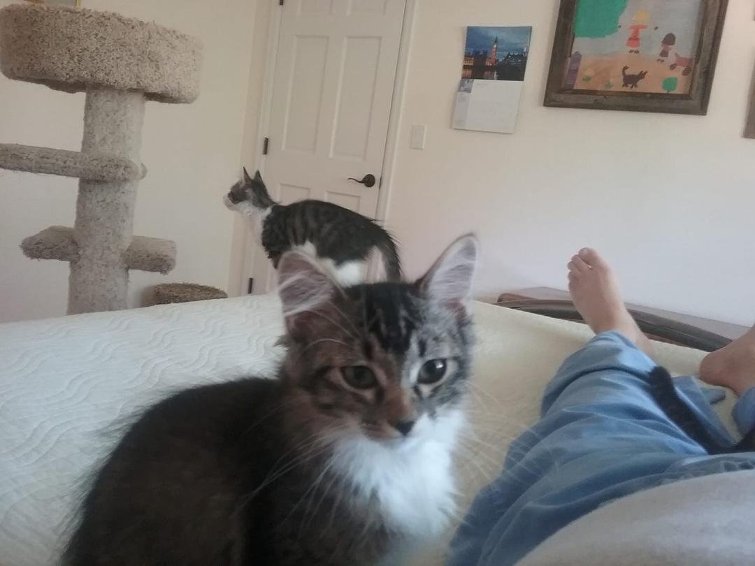 We foster kittens and have adopted 2 of them.
