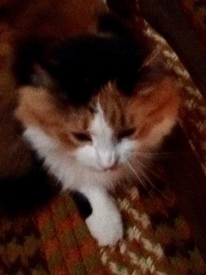 Missouri hopes that all cats enjoy "Global Cat Day!"