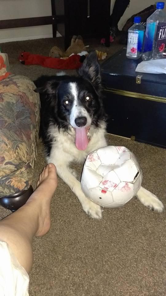 Tons of toys for Fristmas, and he still loves the soccer ball we found by the trash...