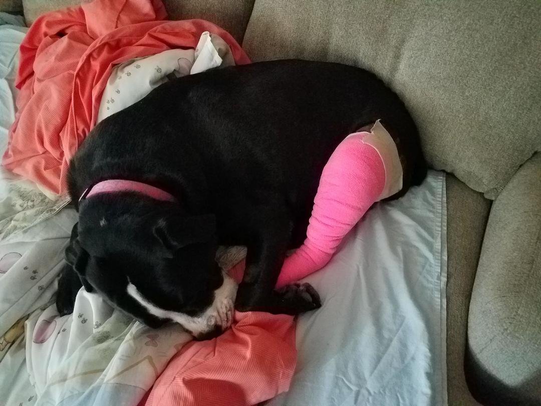 My baby girl Skittles. Just out of the hospital, and a very rough night. Poor baby! She is not doing well with the anesthetic.