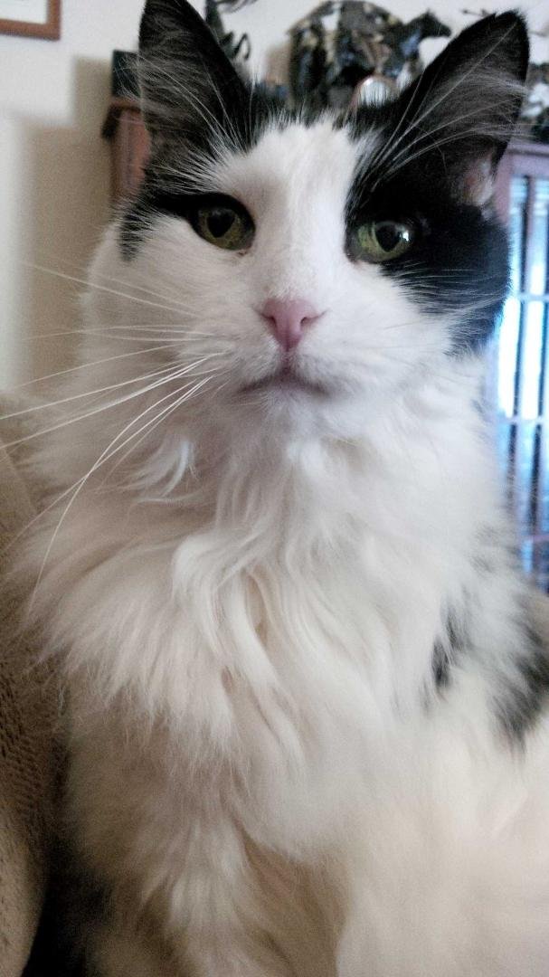 Puffers our three legged beauty.
