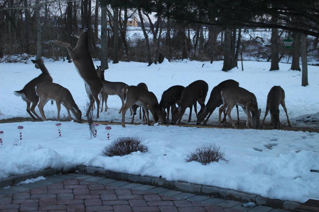 Our herd of 8 has grown to a herd of 20 and this guy thinks he's the boss