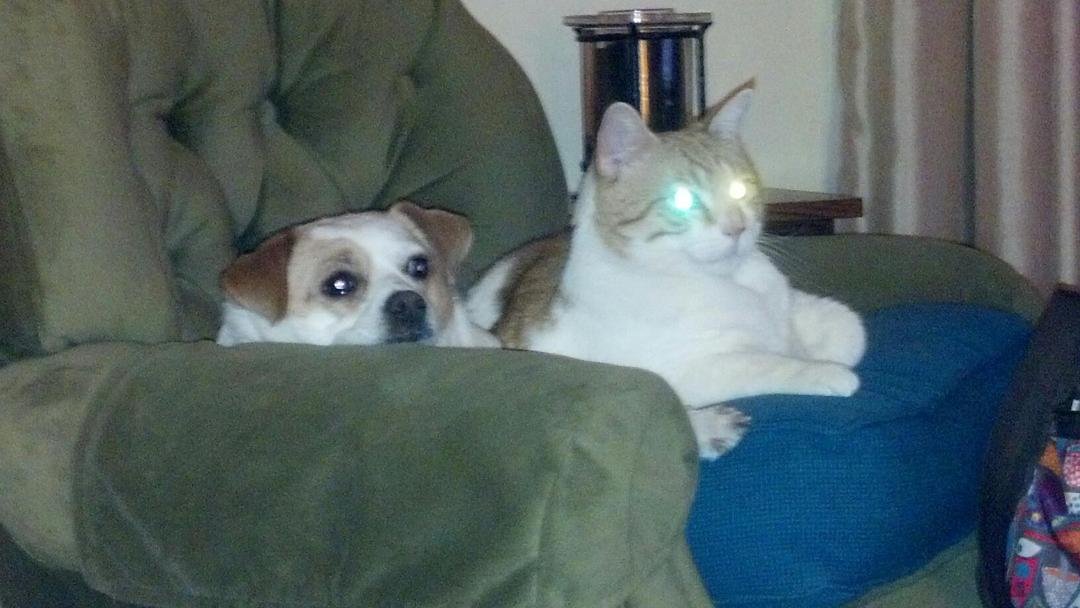 Rudy kitty using his laser vision to terrify Buddy dog.