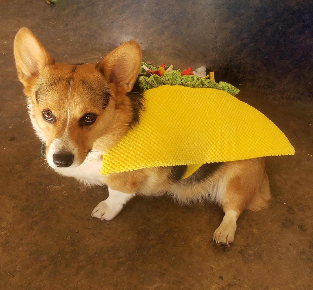 A late Halloween picture... our abuse of little Cooper, the Corgi.