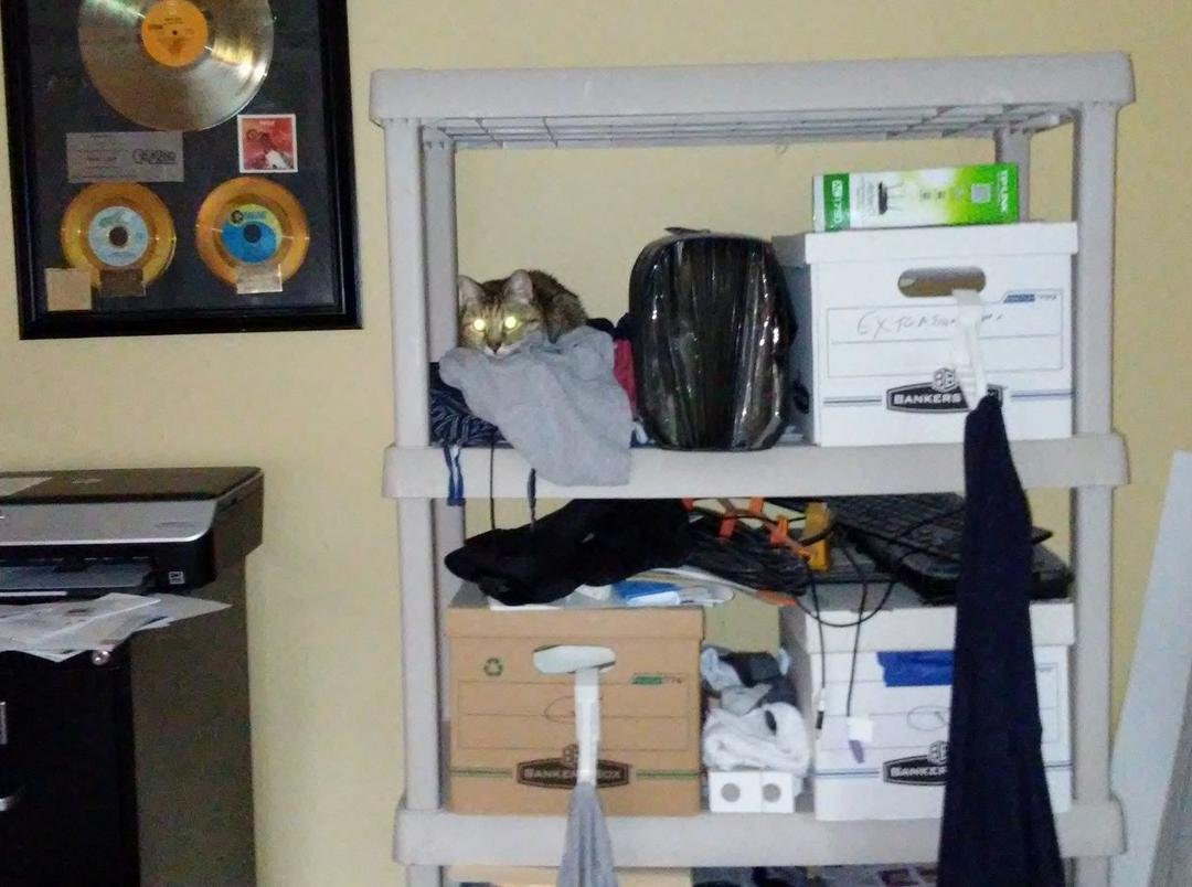 Its called Saturday morning find the cat game Layla really has adjusted very well