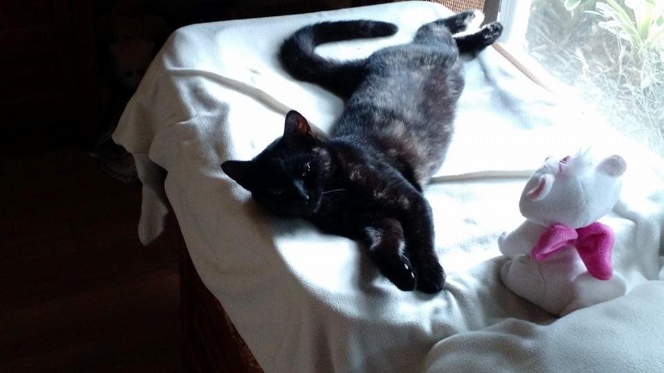 Another tough day for Carlie...she's enjoying the bright sunshine and the warmth if the afternoon sun!