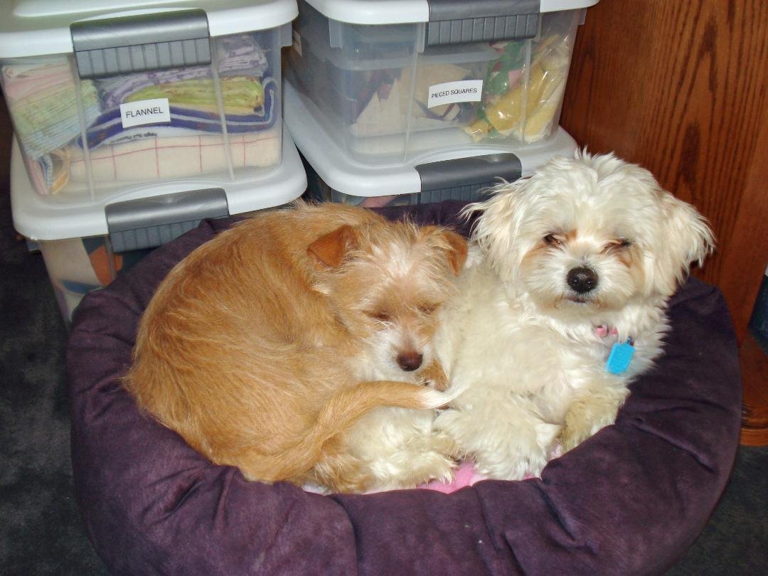Zoey and Lily