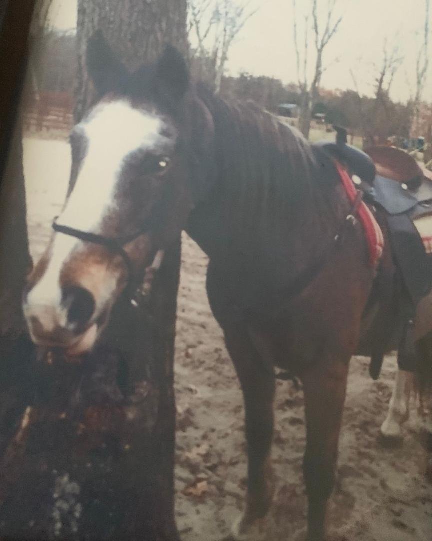 RIP HIGHWAY !, YOU LEFT US WAY TO SOON. NOW YOUR IN HEAVEN! YOU WILL HAVE GREEN GRASS , GOOD HAY AND OATS. WHILE YOUR THERE SAY HI TO BUDDY, SPARKY AND YOUR PAL SAM ! IF I WOULD HAVE KNOWN I WOULD HAVE BOUGHT YOU!
