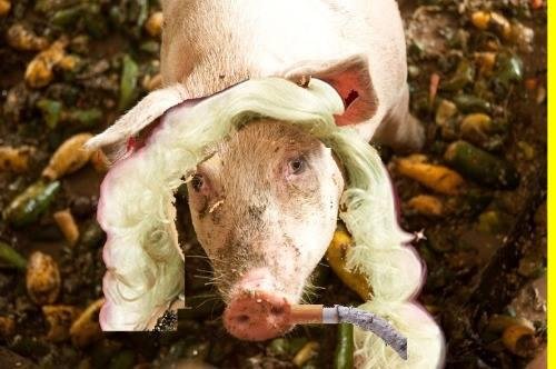 Diva Piggy at fav watering hole after break up with Frog. Caught without makeup for the first time in 35 years...