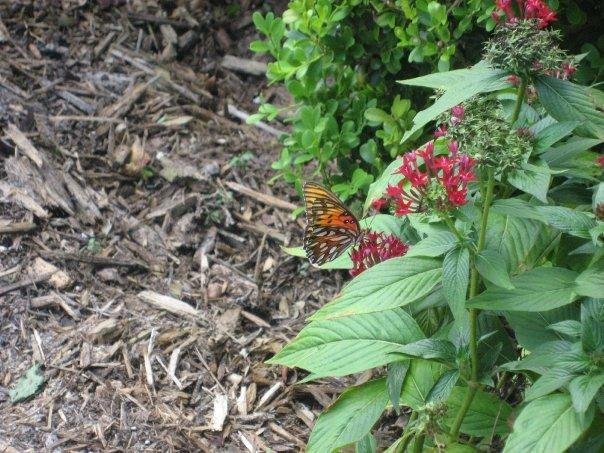 Tim Mooney's album, My butterfly garden