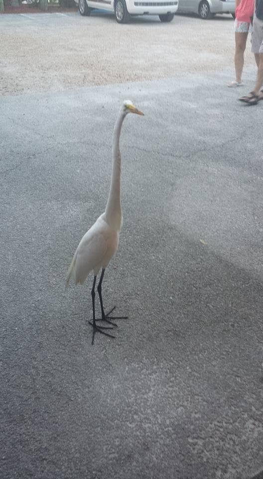 My new friend outside Down the Hatch restaurant