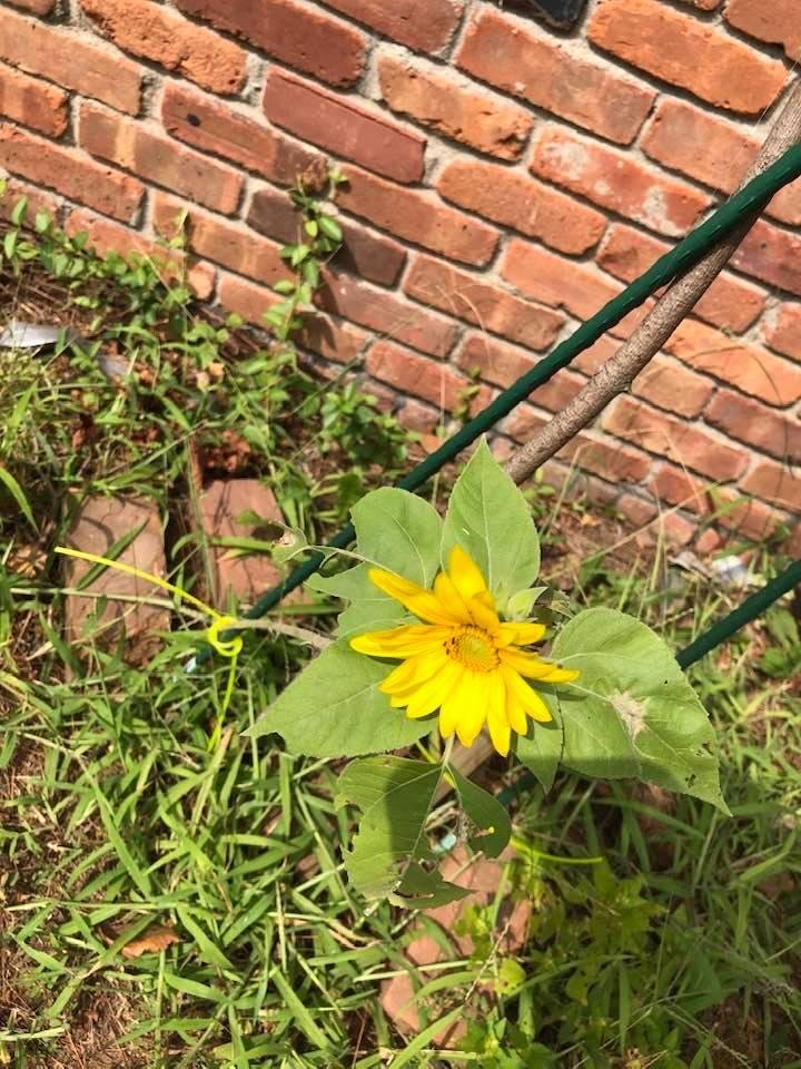 my one Russian Sunflower has bloomed lol