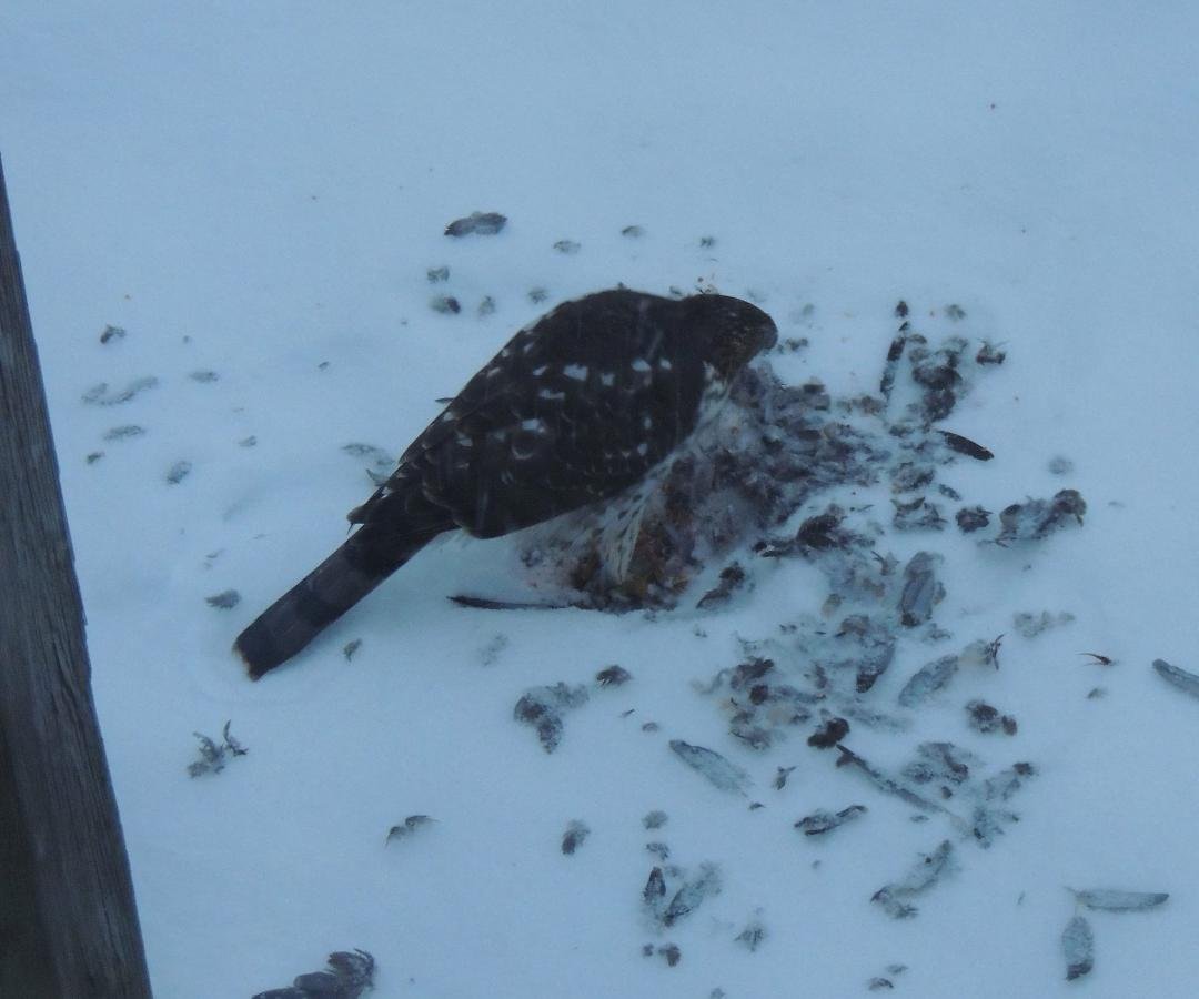 A hawk stopped by for supper...