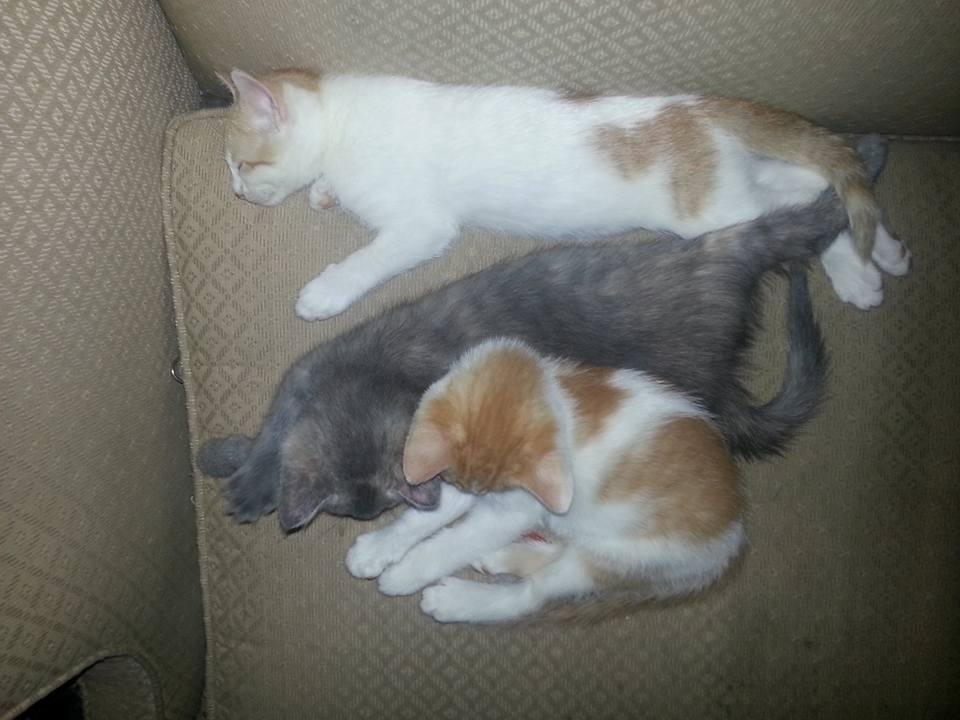 We still have 2 kittens if anyone is interested. The orange/white one in front (has more orange spots) is promised already.
All of them are litter trained eating wet n dry food and are so sweet. Msg me or comment if u or so