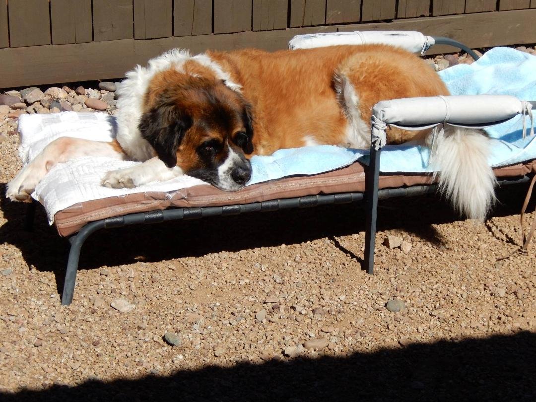 This is me, Lars, on my lounge chair in the backyard. The people who lived here before us left it behind, & Mom said I could have it.