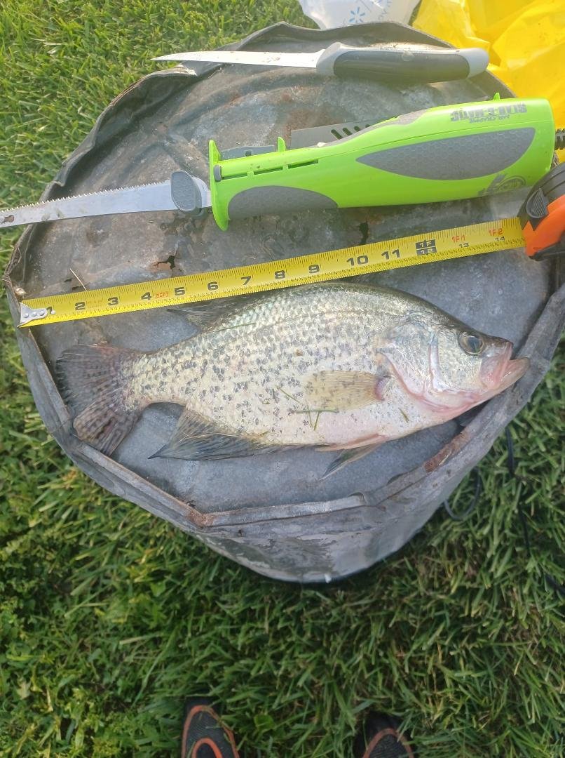 14" crappie