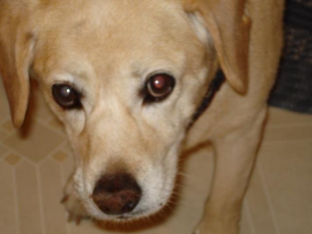 Today our 13 and half years old beagle/lab mix named Clover passed away. She had a tumor in her nose that prevented her from breathing well and caused her lots of pain. We will miss her.