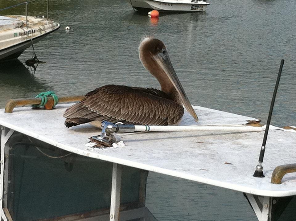 Bolinas Pelican,very happy.