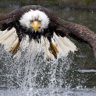John Michael, your eagle friend left his perch and went after a fish !!!!