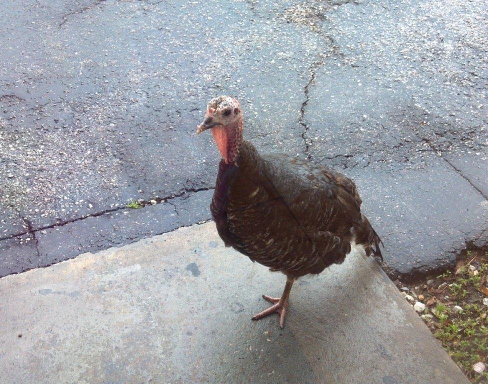 "Hey! Someone please let me in. I'd like a cone. I don't need the DQ, just a cone."