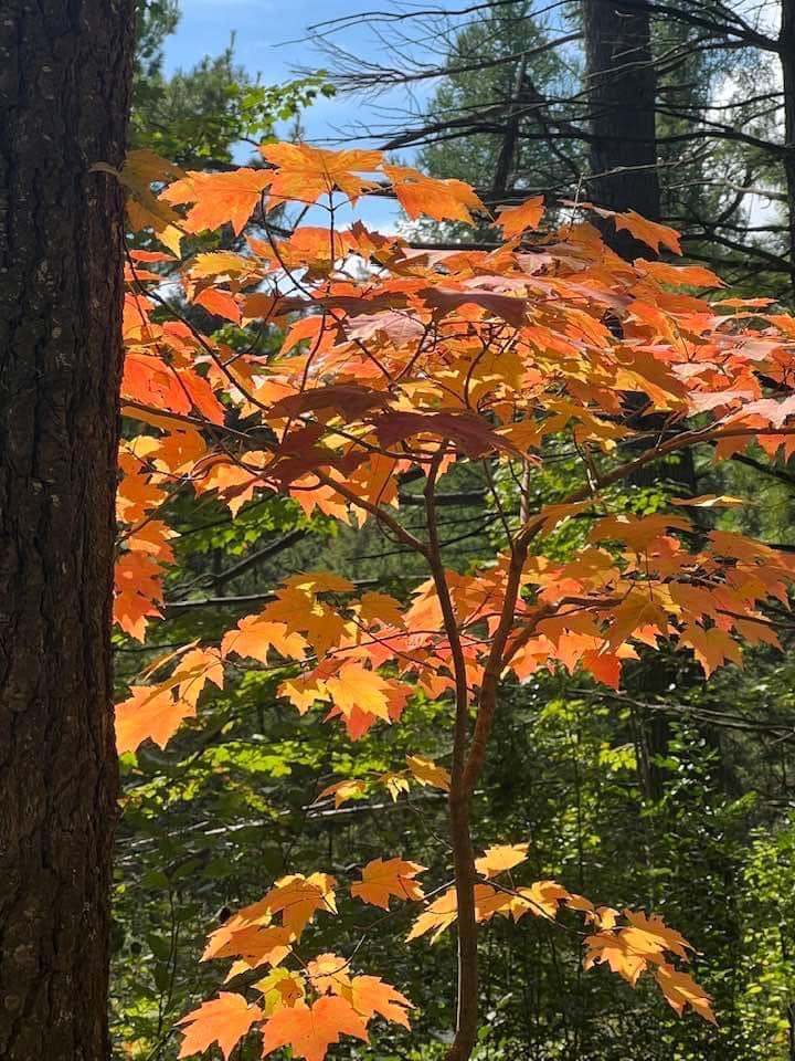 Beverly Wagner's album, Mobile uploads