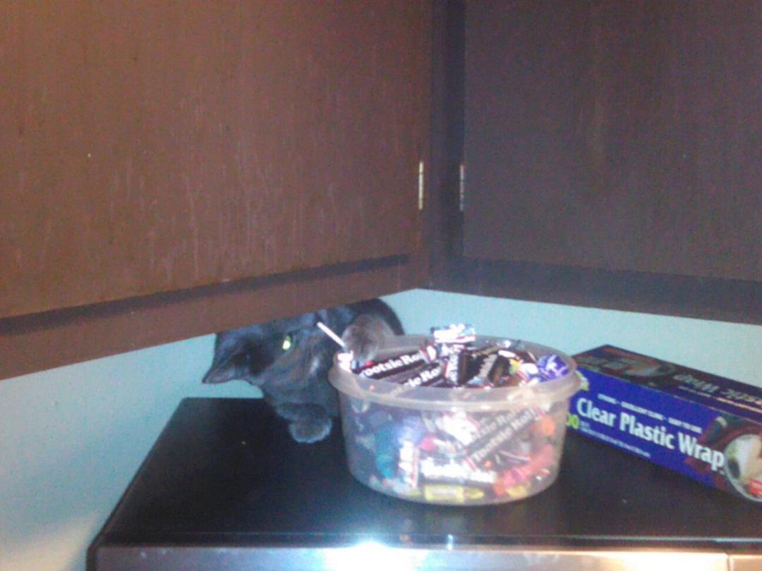 My cat hiding and trying to steal candy